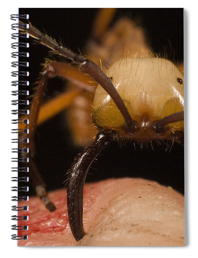 0751031 Spiral Notebook featuring the photograph Army Ant Eciton Biting Finger by Mark Moffett