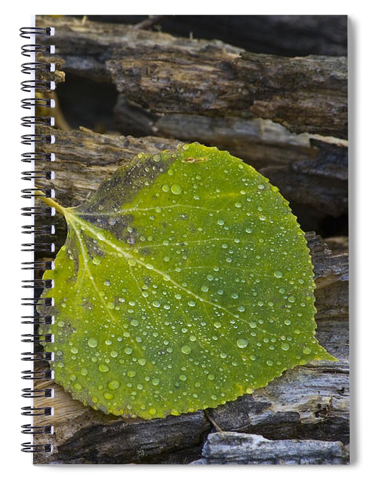 Nature Aspen Leaf Dew Rocky Mountain National Park Rmnp Colorado Spiral Notebook featuring the photograph Aspen Leaf - 0824 by Jerry Owens