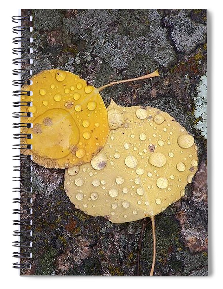 Aspen Leaves Spiral Notebook featuring the photograph Aspen Tears by Dorrene BrownButterfield