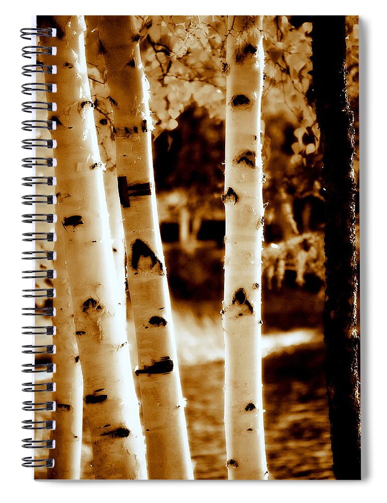  Chena Spiral Notebook featuring the photograph Aspens lll by Kathy Sampson