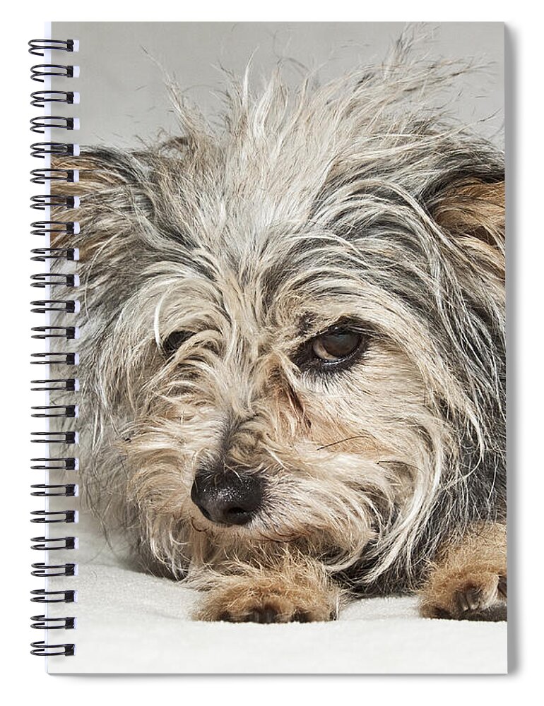 Attitude Spiral Notebook featuring the photograph Attitude by Jeannette Hunt