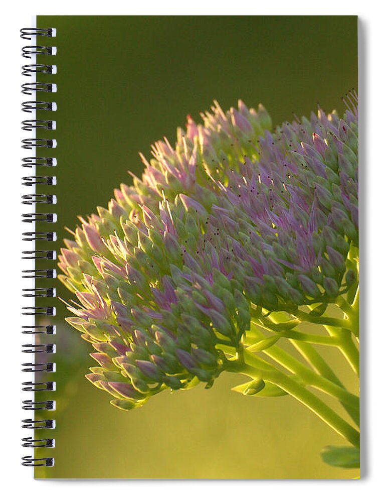 Autumn Spiral Notebook featuring the photograph Autumn Joy Sedum by Mel Hensley