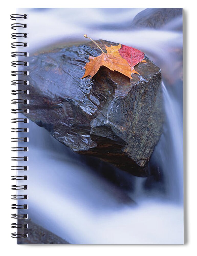 Mp Spiral Notebook featuring the photograph Autumn Leaf On Boulder, Little River by Tim Fitzharris
