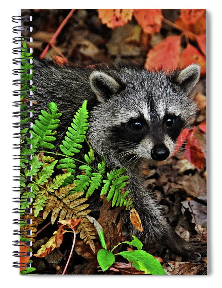 Nature Spiral Notebook featuring the photograph Autumn Raccoon by Peg Runyan