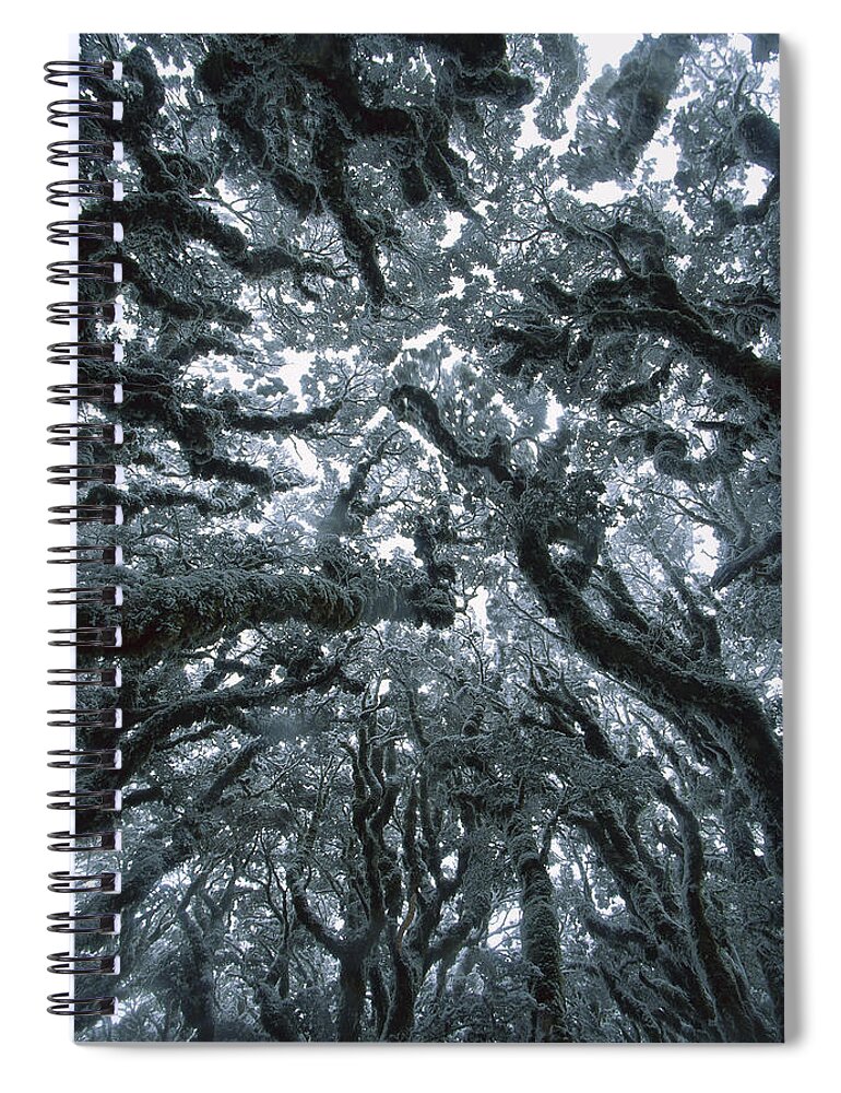 Hhh Spiral Notebook featuring the photograph Autumn Snow On Beech Trees, Routeburn by Colin Monteath
