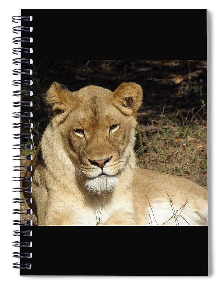 Lioness Spiral Notebook featuring the photograph Aww Tilt by Kim Galluzzo Wozniak