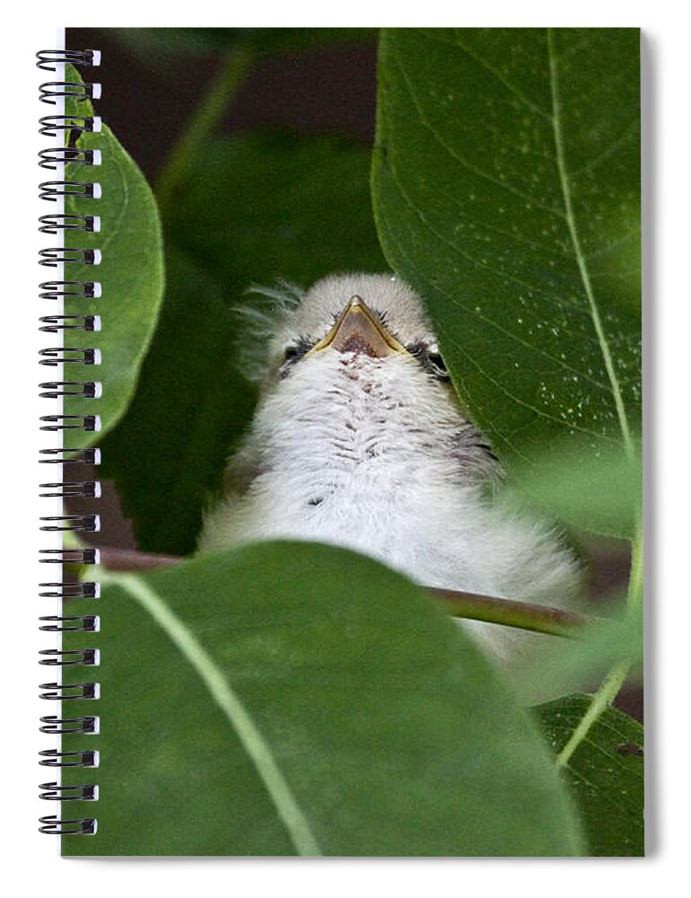 Birds Spiral Notebook featuring the photograph Baby Bird Peeping in the Bushes by Jeannette Hunt