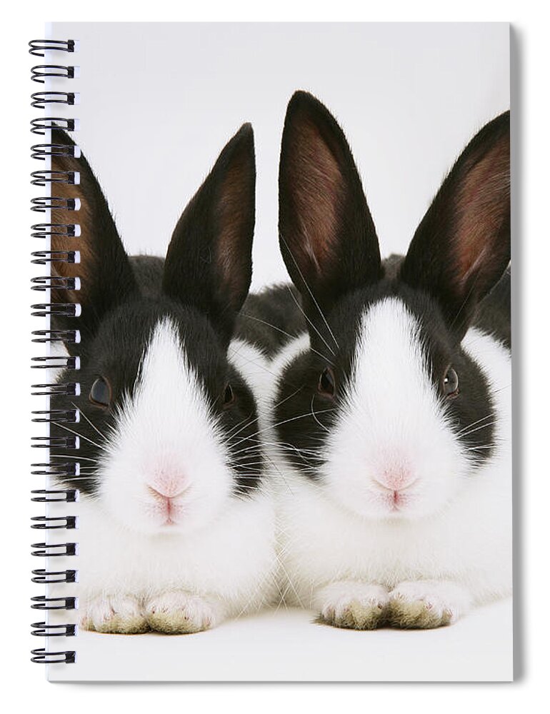 Black-and-white Dutch Rabbit Spiral Notebook featuring the photograph Baby Black-and-white Dutch Rabbits by Jane Burton