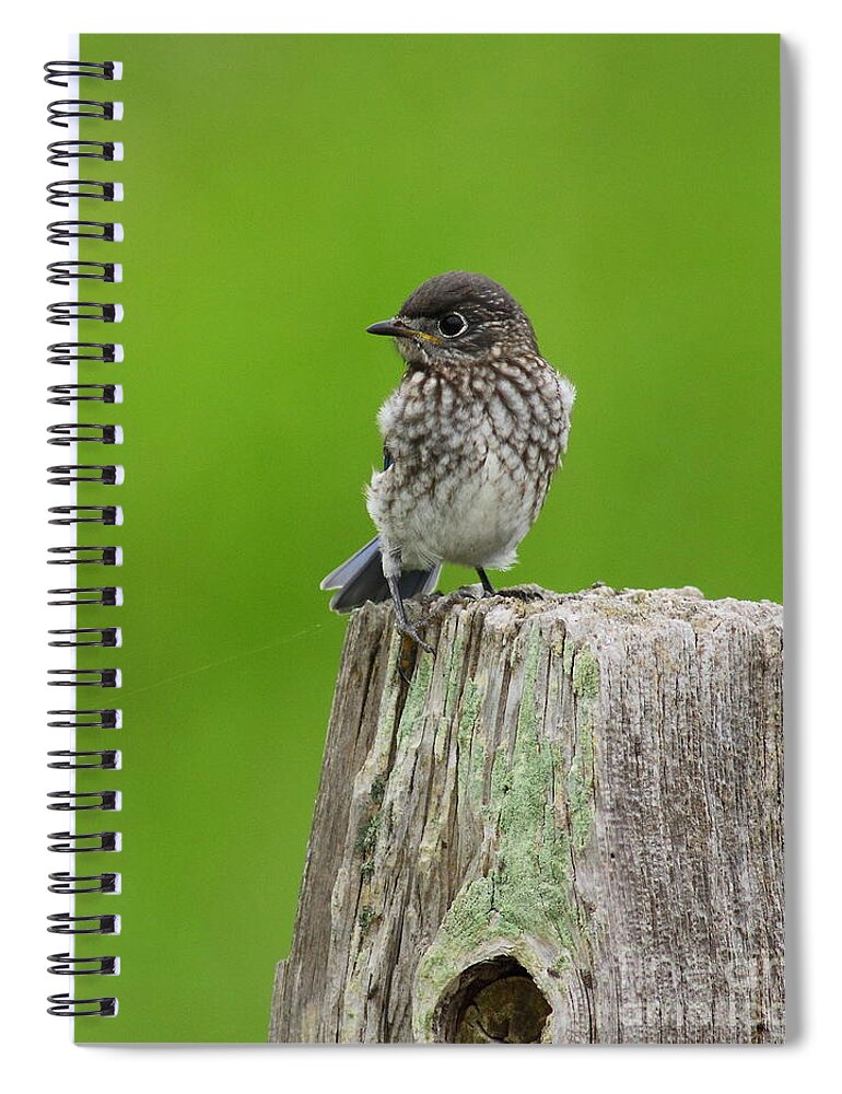 Animal Spiral Notebook featuring the photograph Baby Bluebird On Post by Robert Frederick