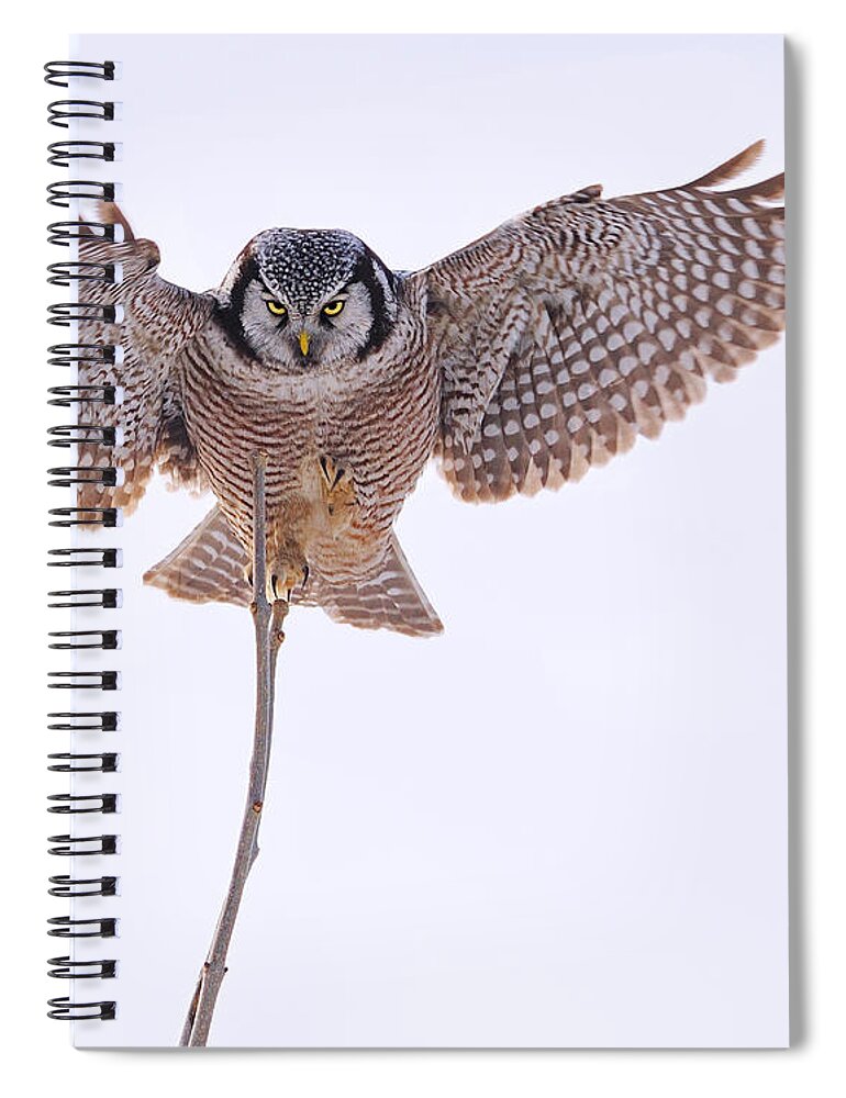 Northern Hawk-owl Spiral Notebook featuring the photograph Balance by Tony Beck