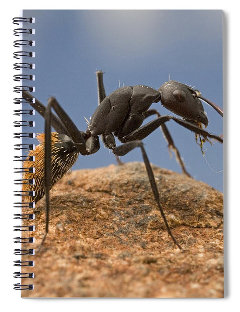 00298590 Spiral Notebook featuring the photograph Balbyter Ant Cleaning Its Antennae by Piotr Naskrecki