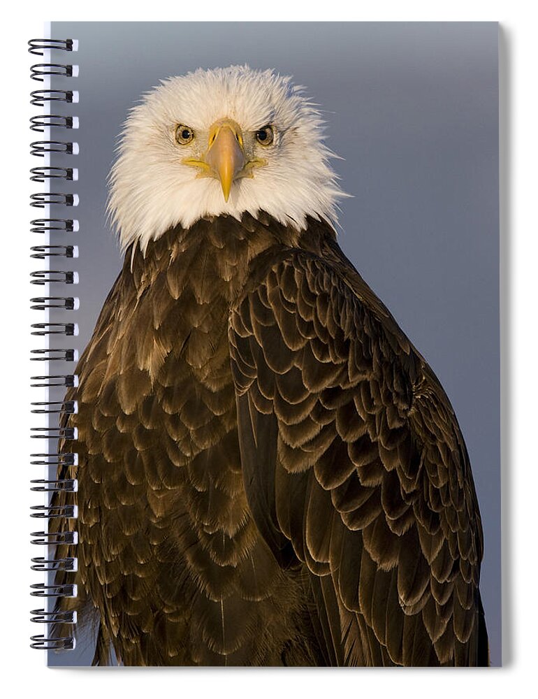 00429827 Spiral Notebook featuring the photograph Bald Eagle At Sunrise Lower Klamath by Sebastian Kennerknecht