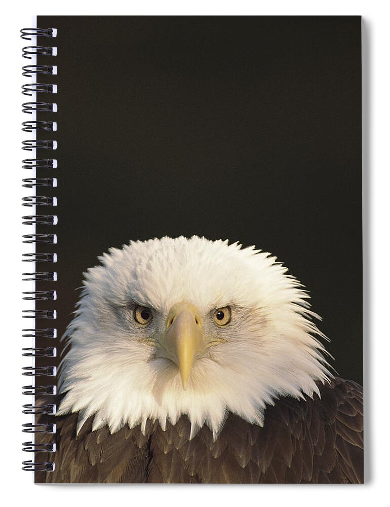 Mp Spiral Notebook featuring the photograph Bald Eagle Haliaeetus Leucocephalus by Gerry Ellis