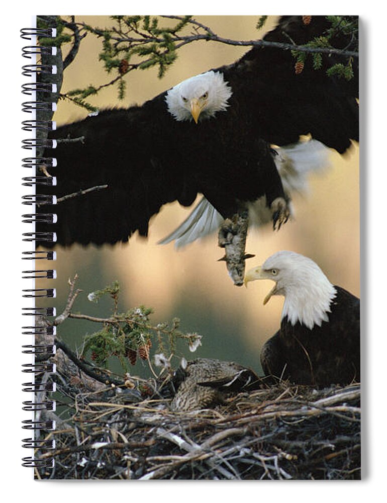 Mp Spiral Notebook featuring the photograph Bald Eagle Haliaeetus Leucocephalus by Michael Quinton