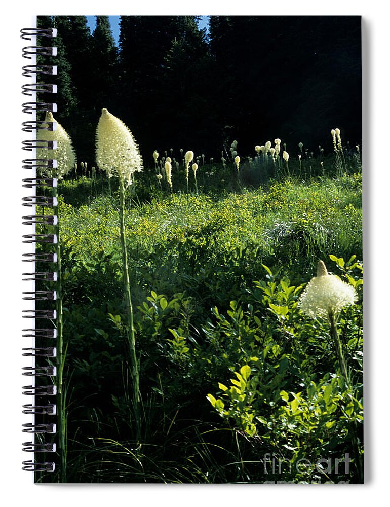 Bear-grass Spiral Notebook featuring the photograph Bear-grass II by Sharon Elliott
