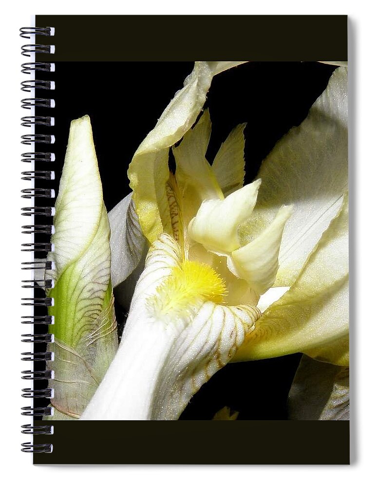 Iris Spiral Notebook featuring the photograph Bearded Iris At Night by Kim Galluzzo