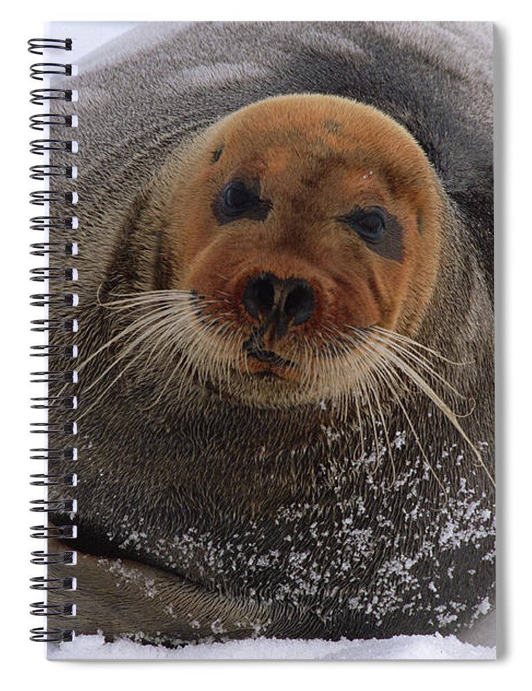 Mp Spiral Notebook featuring the photograph Bearded Seal Erignathus Barbatus Adult by Flip Nicklin