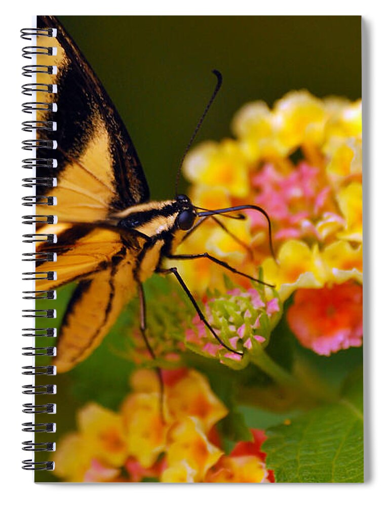 Butterfly Spiral Notebook featuring the photograph Beautiful Am I by Lori Tambakis