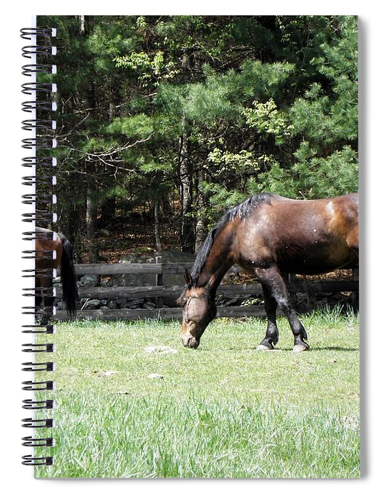 Horse Photography Spiral Notebook featuring the photograph Beautiful Geldings Grazing by Kim Galluzzo Wozniak