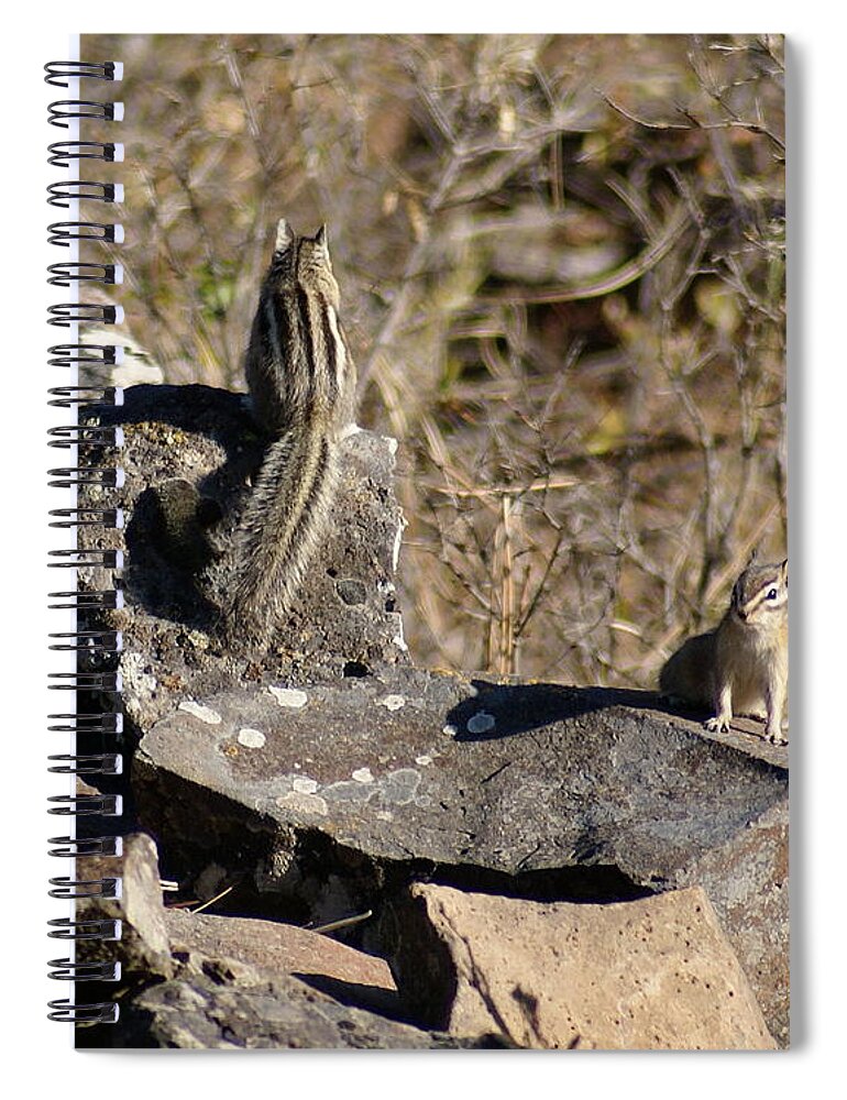 Chipmunks Spiral Notebook featuring the photograph Beautiful Munks by Ben Upham III