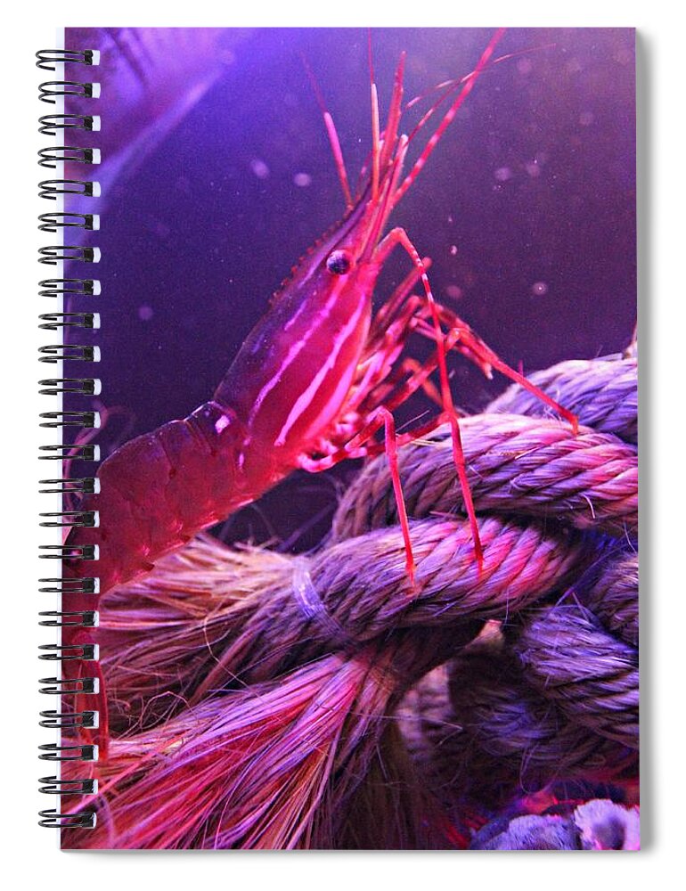 Shrimp Spiral Notebook featuring the photograph Beautiful Pink Shrimp by Jo Sheehan
