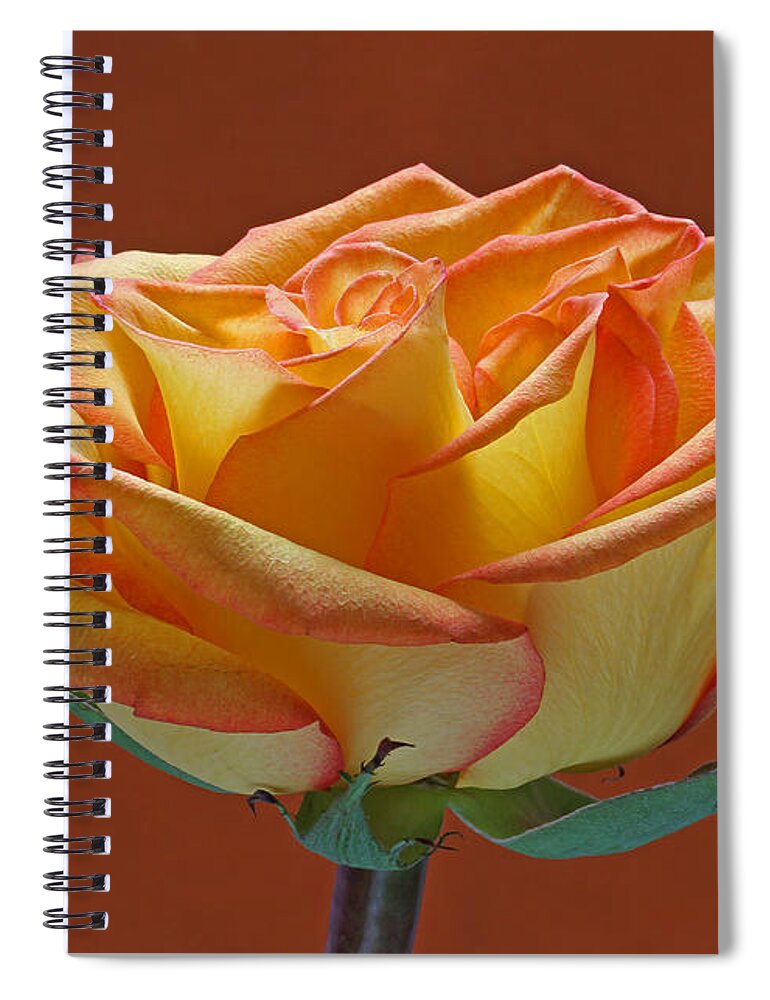 Rose Spiral Notebook featuring the photograph Beautiful Rosa by Juergen Roth