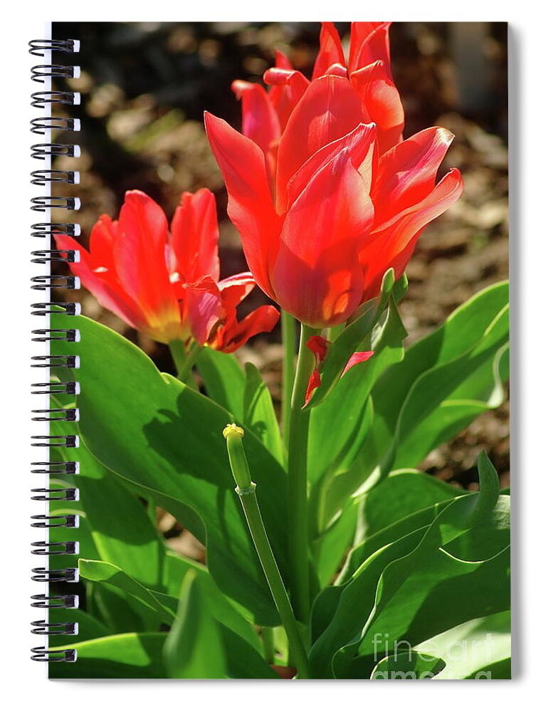 Red Tulip Spiral Notebook featuring the photograph Beauty In Red by Dariusz Gudowicz