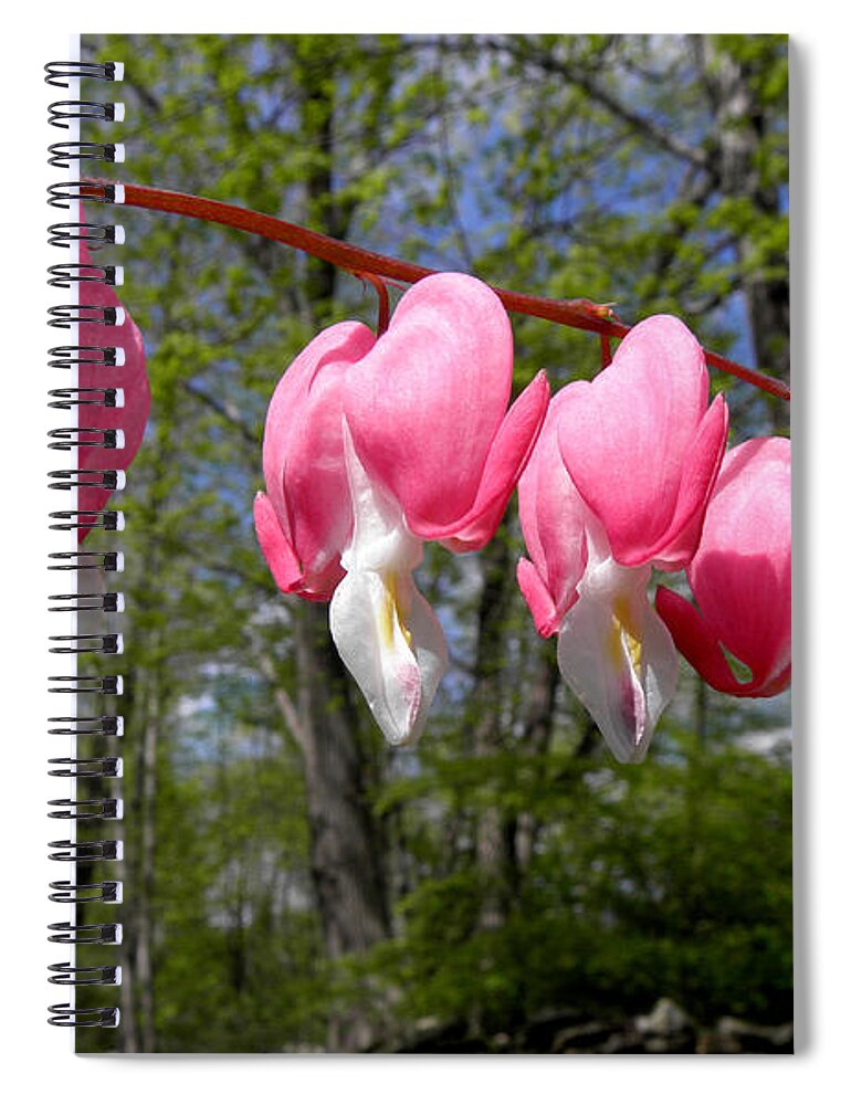 Pink Bleeding Hearts Spiral Notebook featuring the photograph Beauty In The Light by Kim Galluzzo