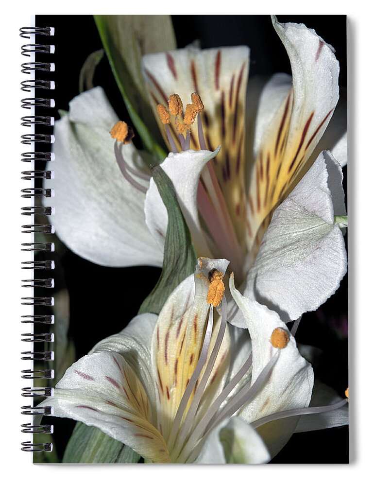 Flower Spiral Notebook featuring the photograph Beauty Untold by Tikvah's Hope