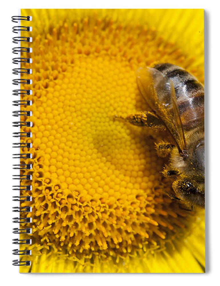 Mp Spiral Notebook featuring the photograph Bee Apidae On Alpine Sunflower by Matthias Breiter
