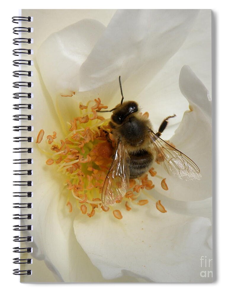Bee Spiral Notebook featuring the photograph Bee in a White Rose by Lainie Wrightson