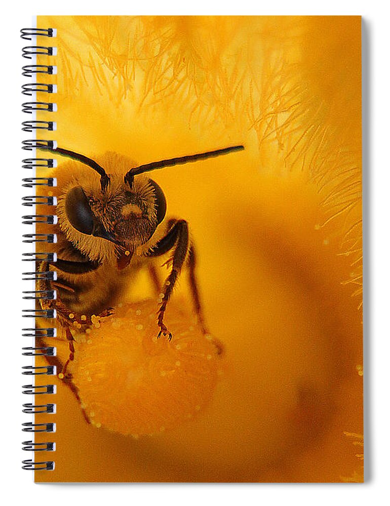 Bee Spiral Notebook featuring the photograph Bee on Squash Flower by Jack Schultz