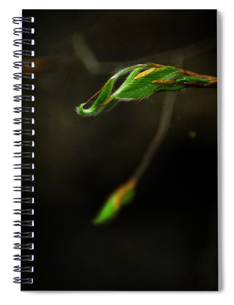 fagus Grandifolia Spiral Notebook featuring the photograph Beech - Fagus Grandifolia by Rebecca Sherman