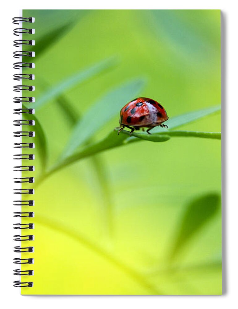 Ladybug Spiral Notebook featuring the photograph Beetle Butt by Sharon Talson