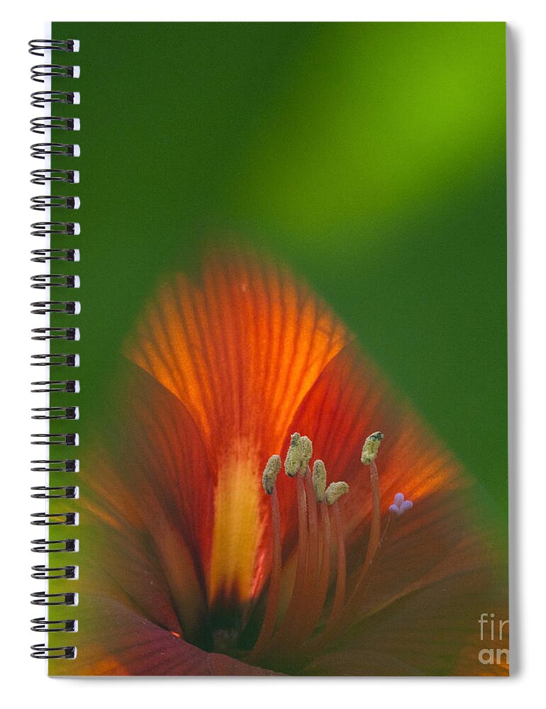 Heiko Spiral Notebook featuring the photograph Belladonna Lily closeup by Heiko Koehrer-Wagner