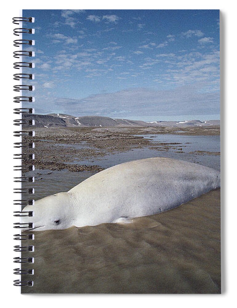 00100984 Spiral Notebook featuring the photograph Beluga Stranded At Low Tide Somerset by Flip Nicklin