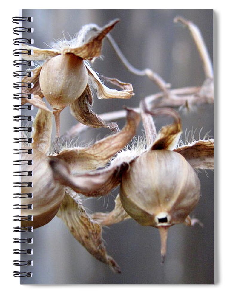 Morning Glory Spiral Notebook featuring the photograph Between seasons by Life Makes Art