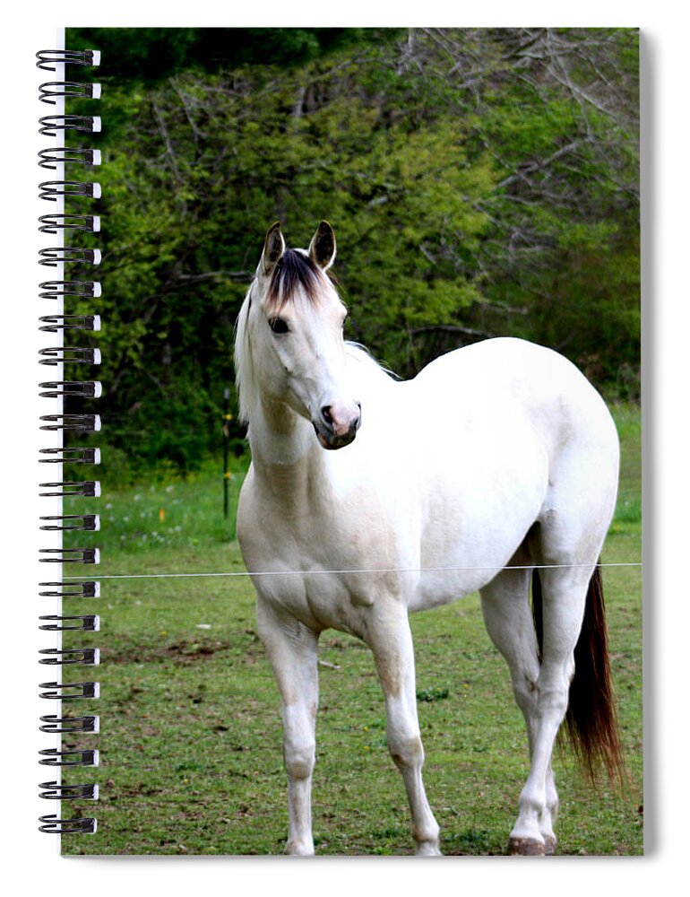 Gelding Spiral Notebook featuring the photograph Bianco Beauty by Kim Galluzzo
