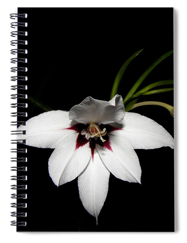 White Flower Spiral Notebook featuring the photograph Bianco Floater by Kim Galluzzo Wozniak