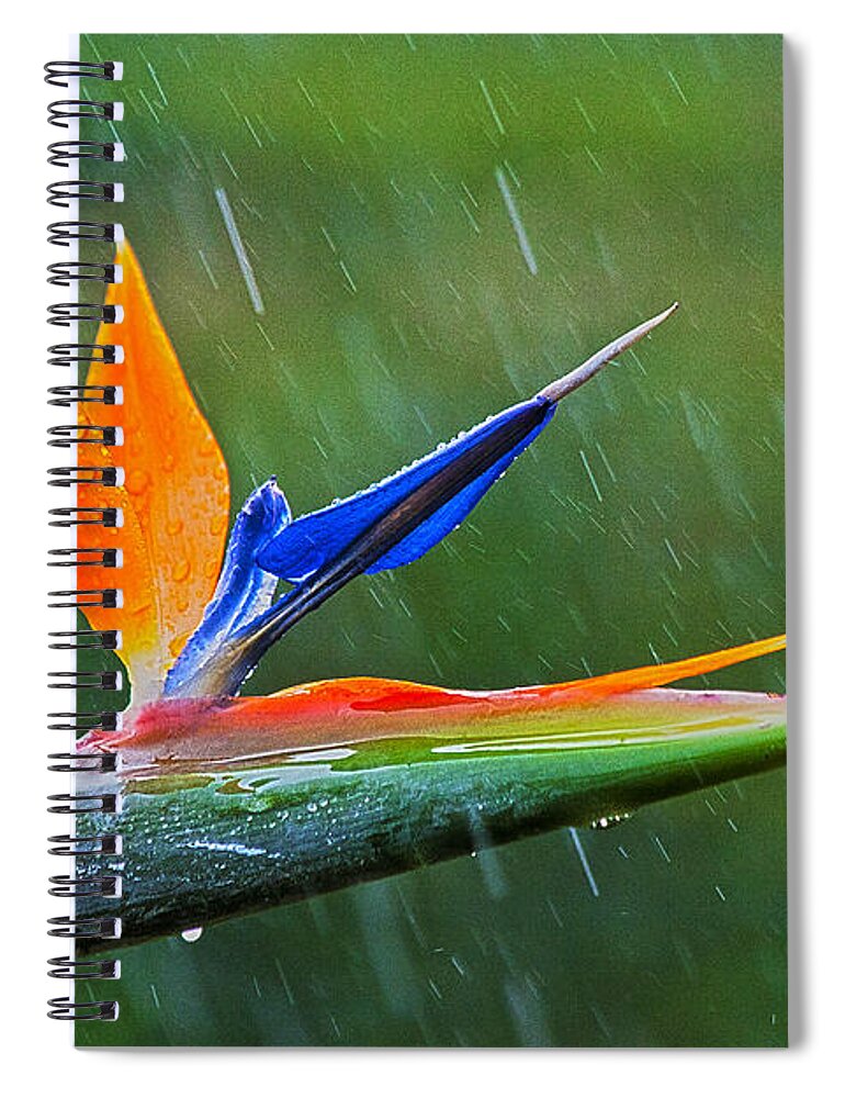 Strelitzia Spiral Notebook featuring the photograph Bird-of-Paradise in Rain by Heiko Koehrer-Wagner