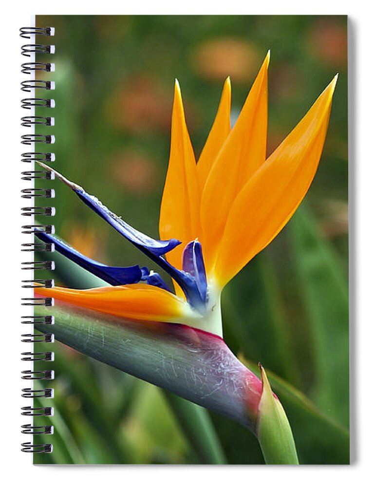 Flower Spiral Notebook featuring the photograph Bird of Paradise by Teresa Zieba