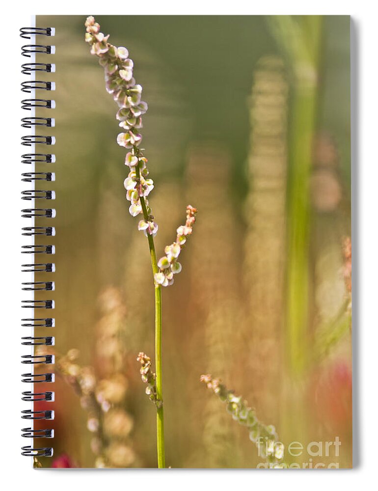 Bitterweed Spiral Notebook featuring the mixed media Bitter Memories by Kim Henderson
