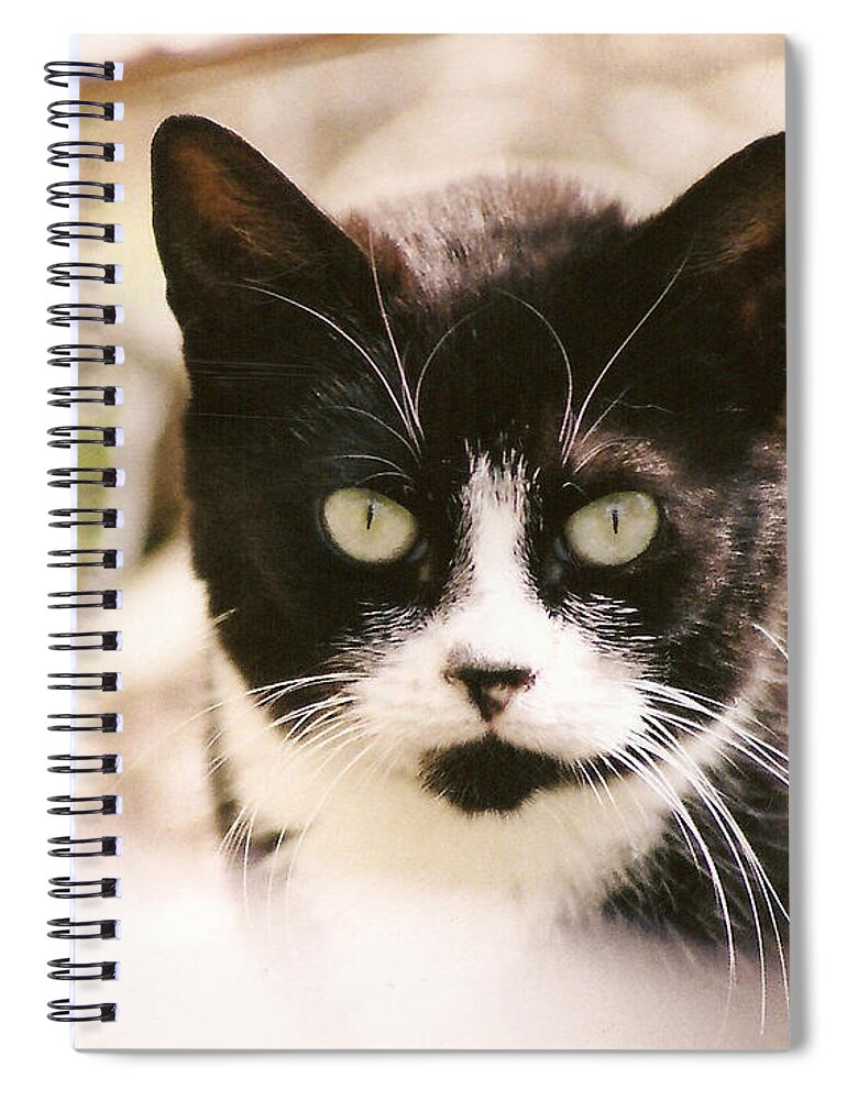 Tuxedo Cat Spiral Notebook featuring the photograph Black and White Feral Cat by Chriss Pagani