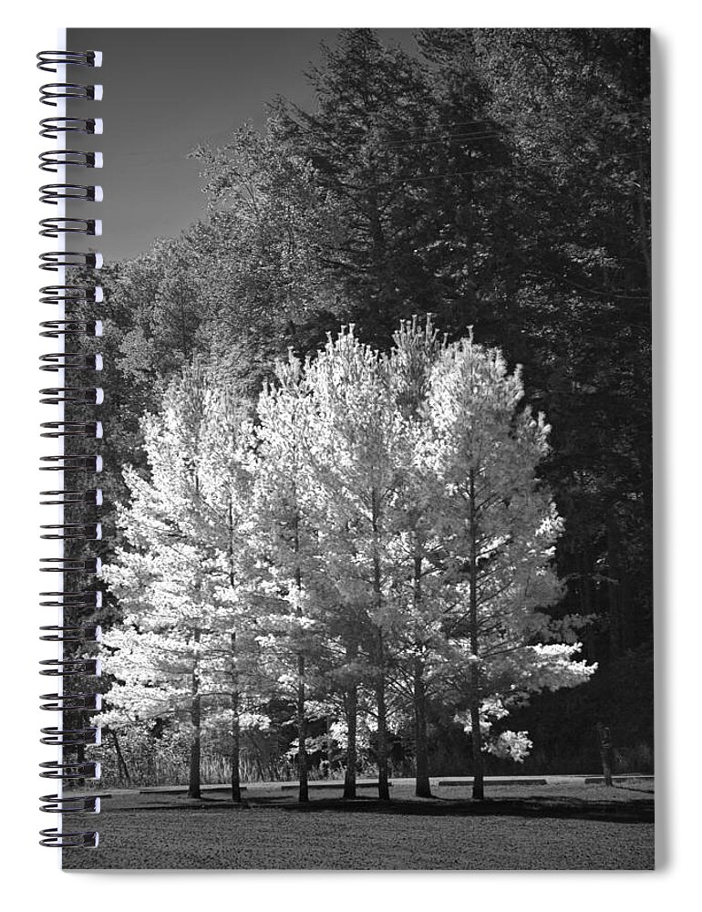 Art Spiral Notebook featuring the photograph Black and White Photograph of trees near the Little Manistee River by Randall Nyhof