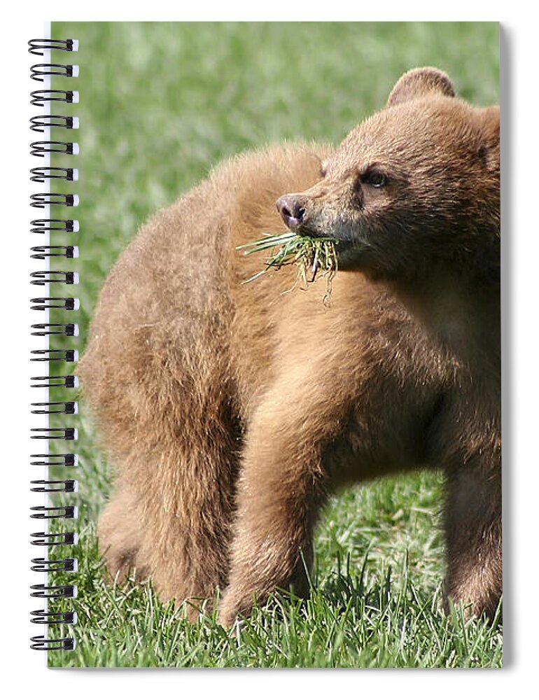 Animal Spiral Notebook featuring the photograph Black Bear Cub II by Teresa Zieba