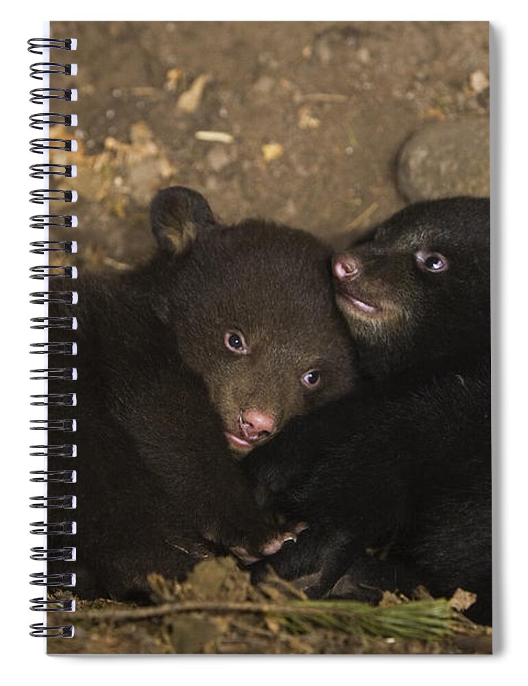 00761736 Spiral Notebook featuring the photograph Black Bear Cubs Playing In Den by Suzi Eszterhas
