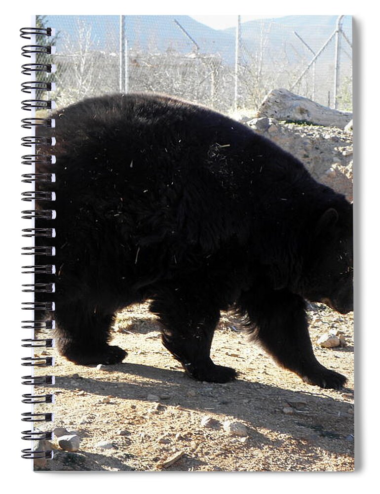 Black Spiral Notebook featuring the photograph Black Bear by Kim Galluzzo