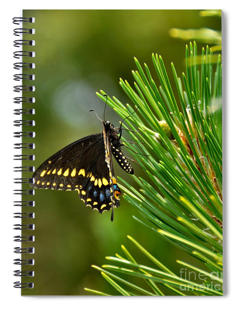 Butterfly Spiral Notebook featuring the photograph Black Butterfly by Betty LaRue