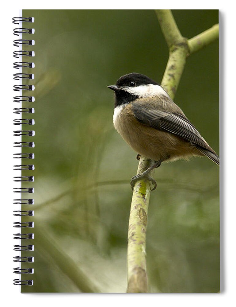 Black-capped Chickadee Spiral Notebook featuring the photograph Black-capped Chickadee with branch bokeh by Sharon Talson