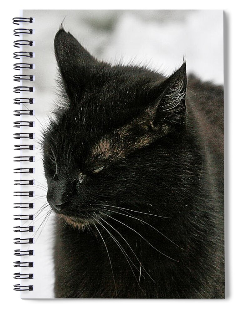 Photo Spiral Notebook featuring the photograph Black Cat White Snow by Chriss Pagani